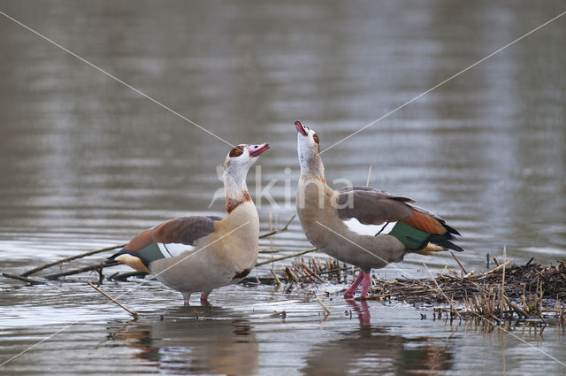 Egyptian Goose (Alopochen aegyptiaca)