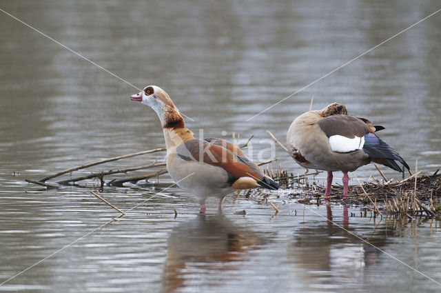 Egyptian Goose (Alopochen aegyptiaca)