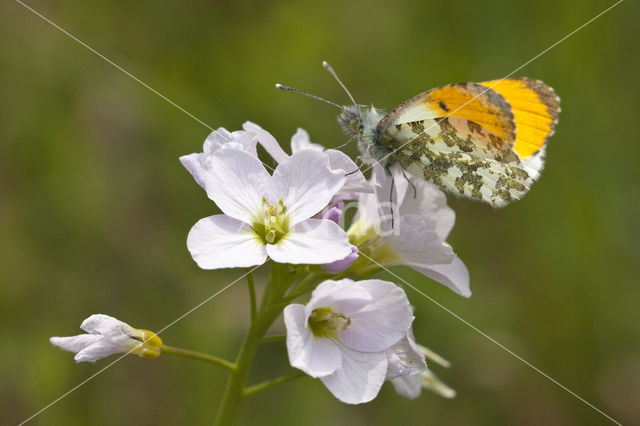 Oranjetipje (Anthocharis cardamines)