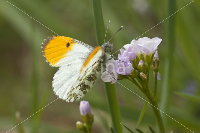 Oranjetipje (Anthocharis cardamines)