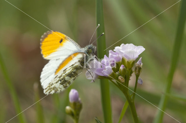 Oranjetipje (Anthocharis cardamines)