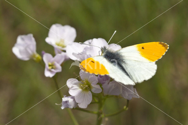 Oranjetipje (Anthocharis cardamines)