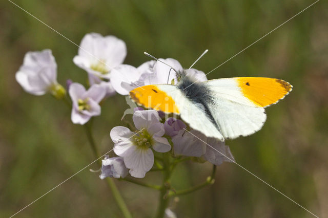 Oranjetipje (Anthocharis cardamines)