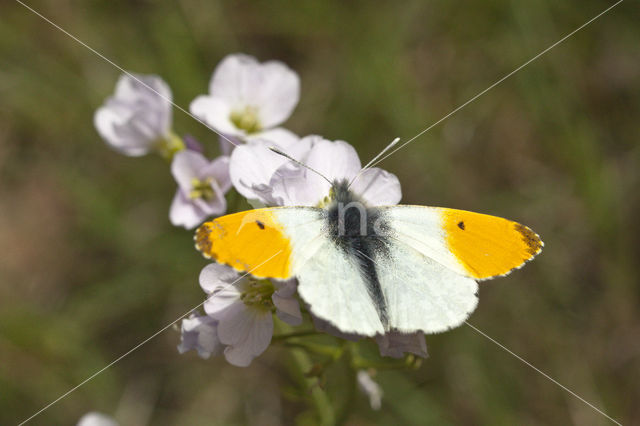 Oranjetipje (Anthocharis cardamines)