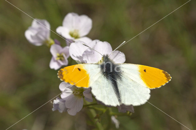 Oranjetipje (Anthocharis cardamines)