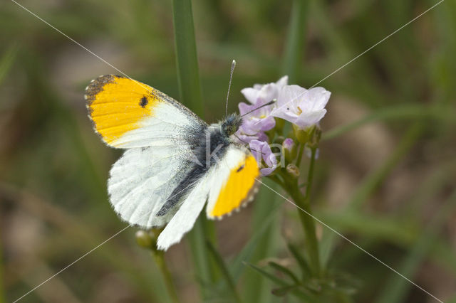 Oranjetipje (Anthocharis cardamines)