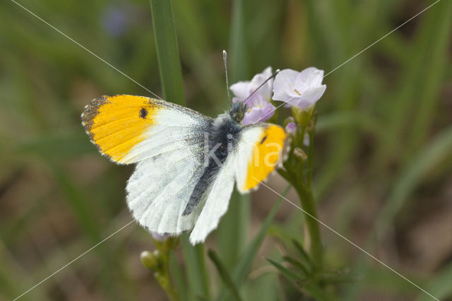 Oranjetipje (Anthocharis cardamines)