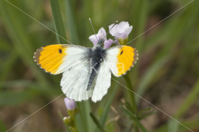 Oranjetipje (Anthocharis cardamines)