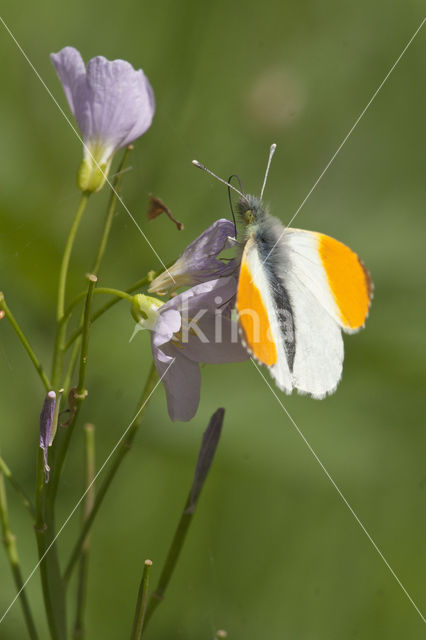 Oranjetipje (Anthocharis cardamines)