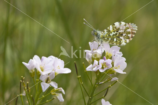 Orange-tip (Anthocharis cardamines)