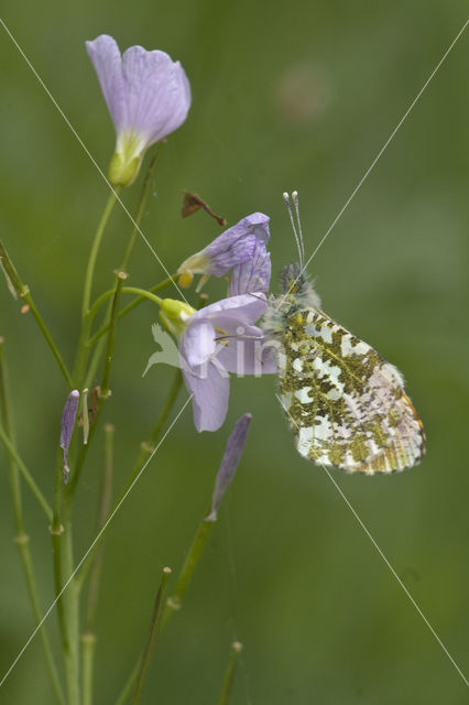 Orange-tip (Anthocharis cardamines)