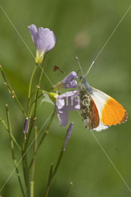 Oranjetipje (Anthocharis cardamines)