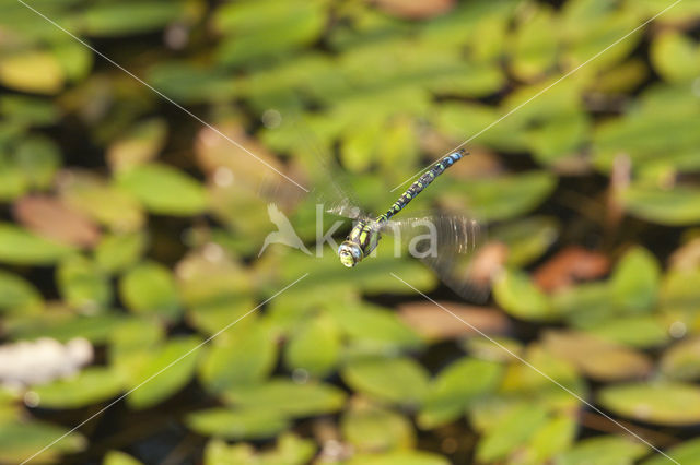 Paardenbijter (Aeshna mixta)