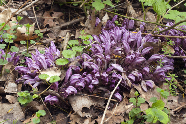 Purple Toothwort (Lathraea clandestina)