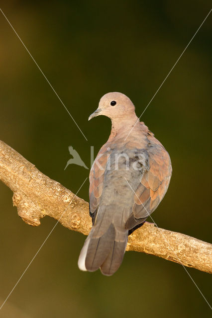 Laughing Dove (Stigmatopelia senegalensis)