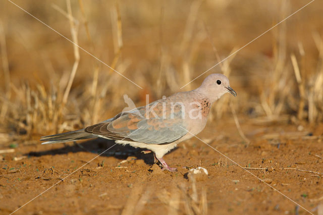 Laughing Dove (Stigmatopelia senegalensis)