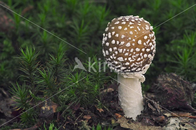 Panther mushroom (Amanita pantherina)