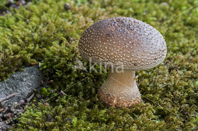 The Blusher (Amanita rubescens)