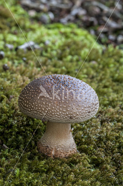 Parelamaniet (Amanita rubescens)