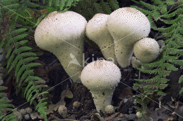 Common puffball (Lycoperdon perlatum)