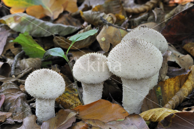 Common puffball (Lycoperdon perlatum)