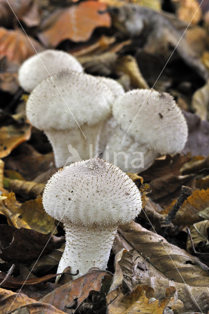Parelstuifzwam (Lycoperdon perlatum)