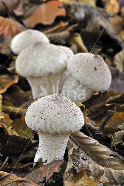 Common puffball (Lycoperdon perlatum)