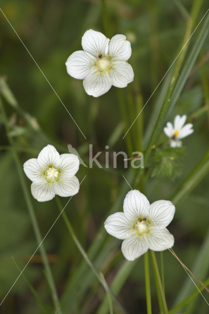 Parnassia (Parnassia palustris)