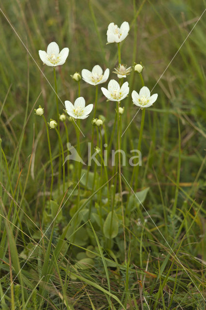 Parnassia (Parnassia palustris)