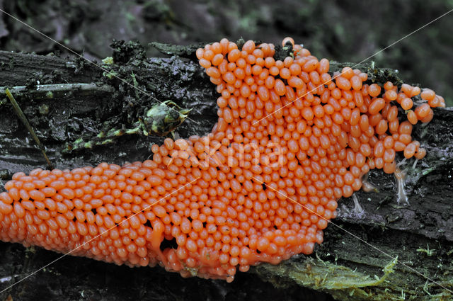 Peervormig draadwatje (Trichia decipiens)