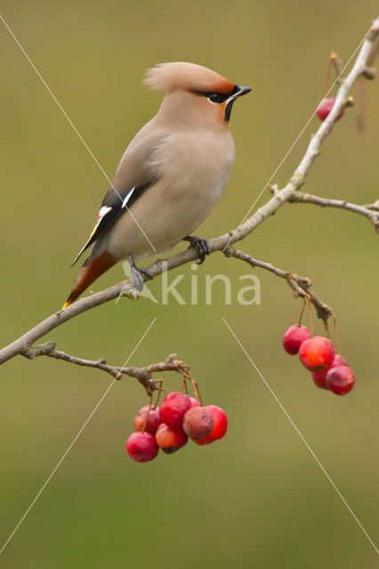 Bohemian Waxwing (Bombycilla garrulus)