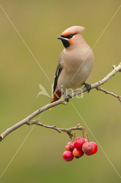 Pestvogel (Bombycilla garrulus)