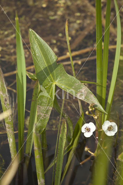 Arrowhead (Sagittaria sagittifolia)