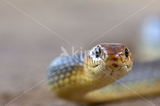 Dolichophis jugularis