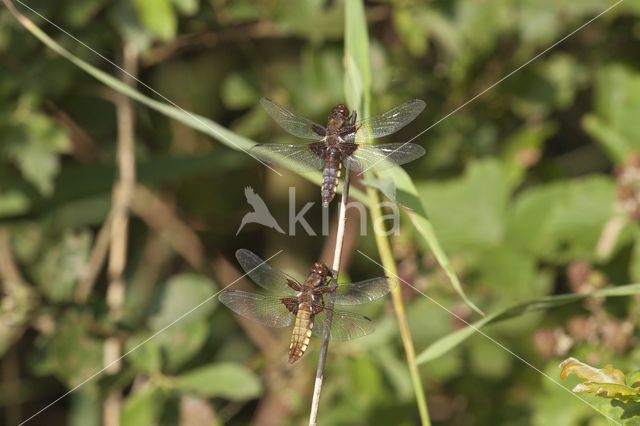 Platbuik (Libellula depressa)