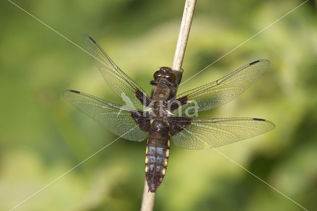 Platbuik (Libellula depressa)