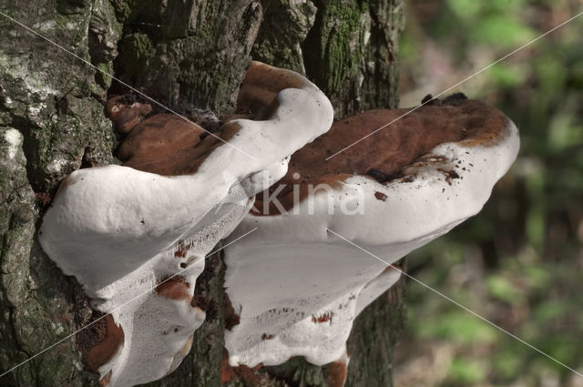 Platte tonderzwam (Ganoderma lipsiense)