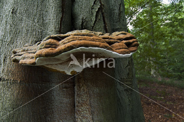 Platte tonderzwam (Ganoderma lipsiense)