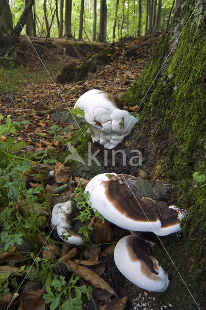 Platte tonderzwam (Ganoderma lipsiense)