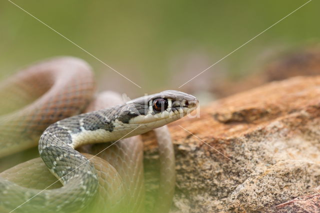 Red Whip Snake (Platyceps collaris)