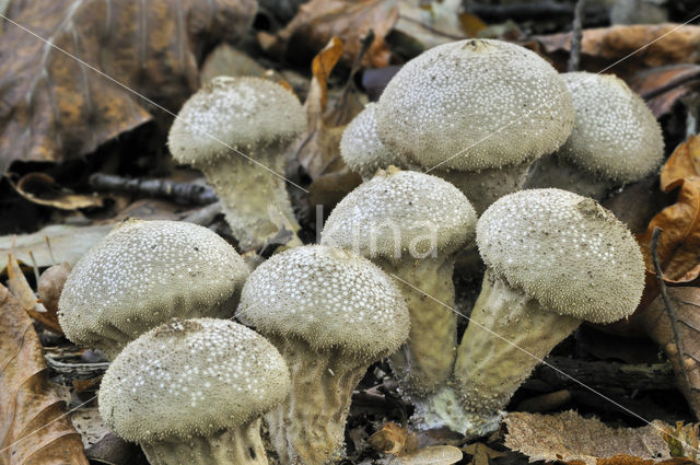 Plooivoetstuifzwam (Calvatia excipuliformis)