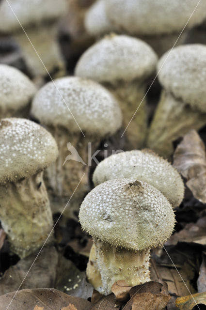 Pestle-Shaped Puffball (Calvatia excipuliformis)