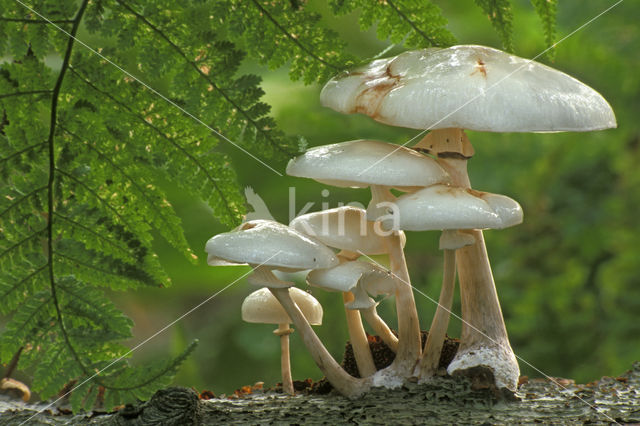 Porcelain fungus (Oudemansiella mucida)