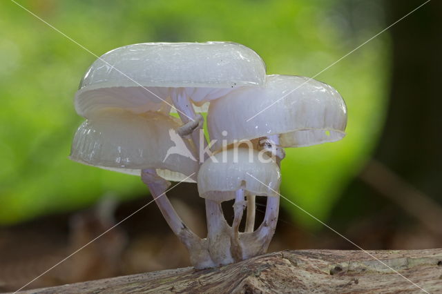 Porcelain fungus (Oudemansiella mucida)