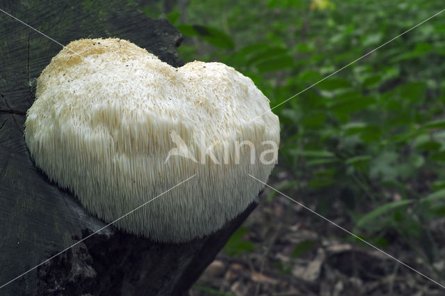 Bearded tooth (Hericium erinaceus)