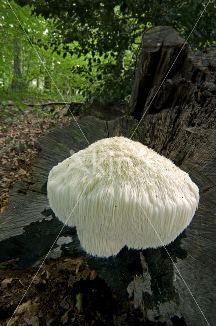 Bearded tooth (Hericium erinaceus)