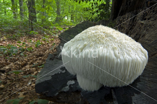 Bearded tooth (Hericium erinaceus)