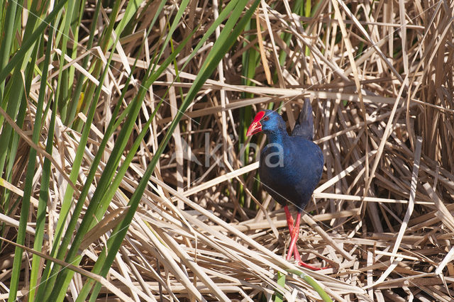 Purperkoet (Porphyrio porphyrio)