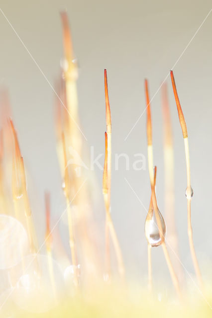 Redshank (Ceratodon purpureus)