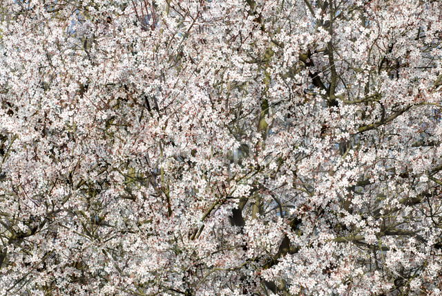 Pyrus ussuriensis